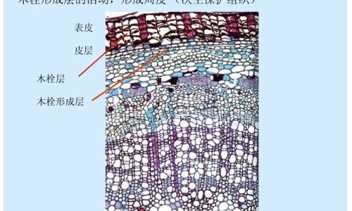 扁桃体化脓脸上起疹子网扁桃体化脓脸上起疹子怎么回事知识网站,分享扁桃体有炎症导致脸上长痘怎么办大全